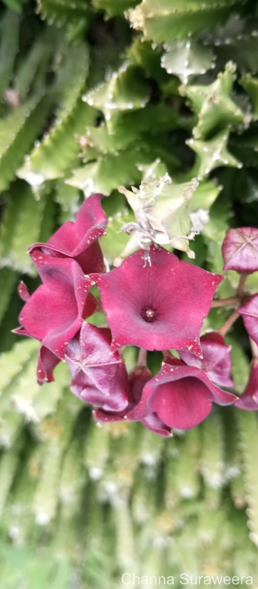 Boucerosia umbellata (Haw.) Wight & Arn.